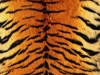 117